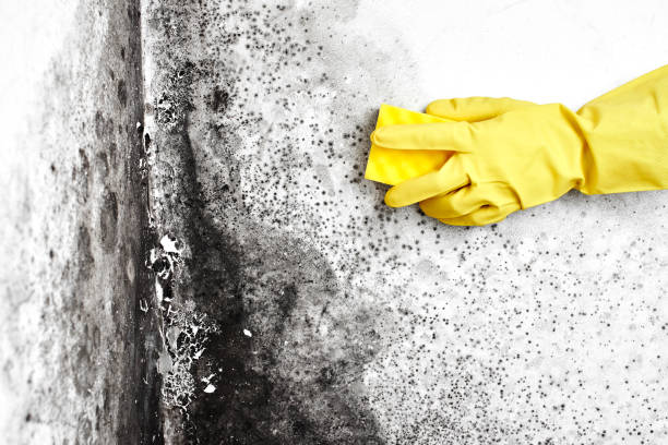 Best Crawl Space Mold Removal  in Carrington, ND