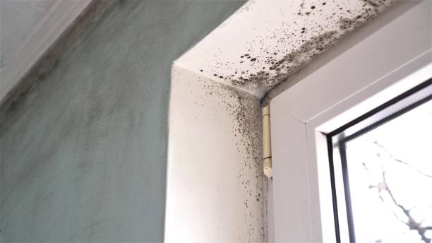 Mold Testing and Removal in Carrington, ND