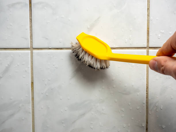 Best Professional Mold Removal  in Carrington, ND