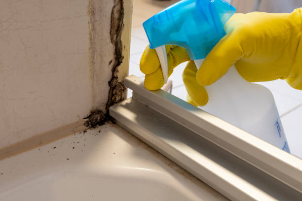 Trusted Carrington, ND Mold Removal Experts