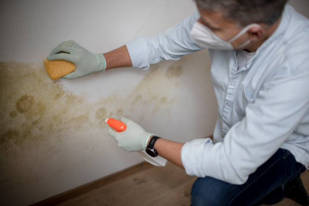 Certified Mold Removal in Carrington, ND