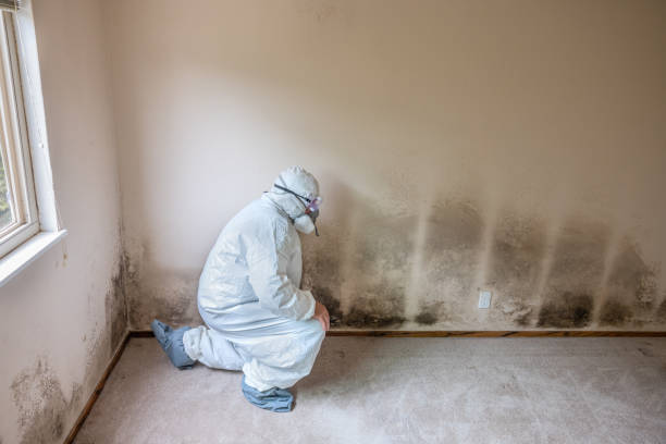 Best Certified Mold Removal  in Carrington, ND