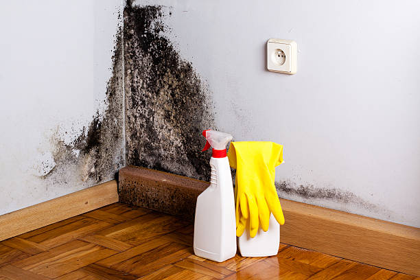 Best Best Mold Removal Companies  in Carrington, ND