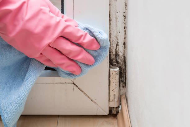Best Mold Remediation  in Carrington, ND